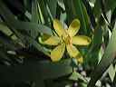 yellow_eyed_grass