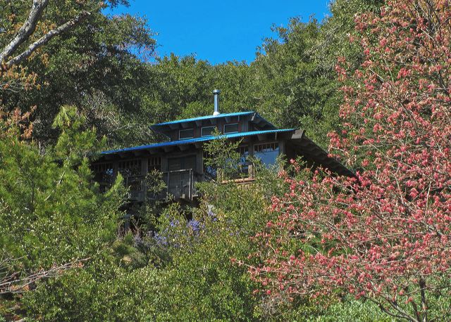 spring_oak_leaves.jpg